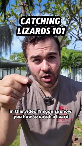 How I Managed to Catch a Lizard (It Wasn't Easy)