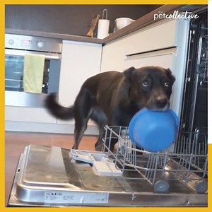 7.2M views · 10K reactions | Is this the greatest dog ever?? | Try Not to Laugh | Facebook