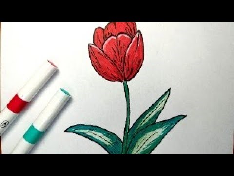 Tulip Flower Drawing EASY