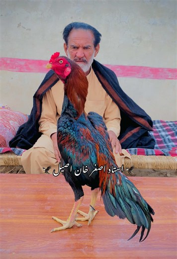 Exploring Mianwali Aseel: The Legacy of Ustad Asghar Khan