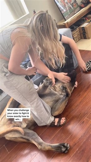 459K views · 8K reactions | How My GIANT Puppy Wins EVERY Fight (Sasha used to be more of a watcher pacifist) | Bowser The Giant Mastiff | Facebook