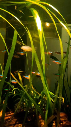 3.7K views · 121 reactions | Cardinal Tetra | CHASE Aquatics | Facebook