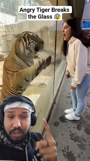 She made Tiger Angry 😡 #zoo #tiger #attack #girl #glass #ai #aivideo #sora #viral