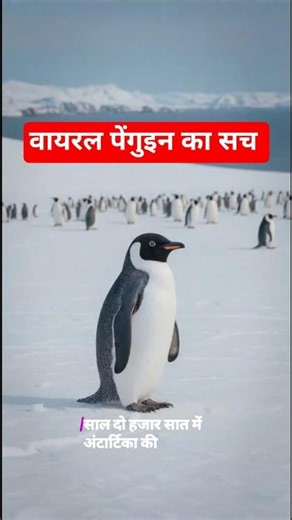 Nihilistic Penguin | Penguin depressed | #shorts #dreamscreenai