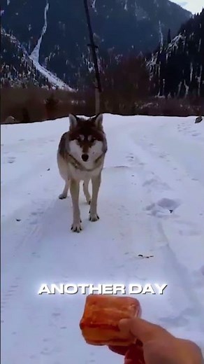 Humanity Still Alive! 😮 Animals that asked for help