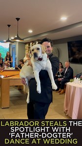 1.1M views · 124K reactions | A very good dancing queen! 殺♥️ A Labrador stole the show at a wedding in Philadelphia as she had her very own “father-dogter” dance with the groom during the reception. | ABC7 | Facebook