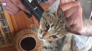 Man threatens to kill his cat if John Cleese doesn't retweet him