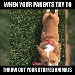 24K views · 334 reactions | No! What are you doing? | Funny Videos | Facebook