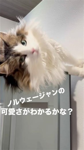 ノルウェージャンの可愛さわかるかな？ #cat