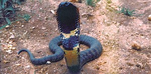 New species of cobra-like snake discovered – but it may already be extinct