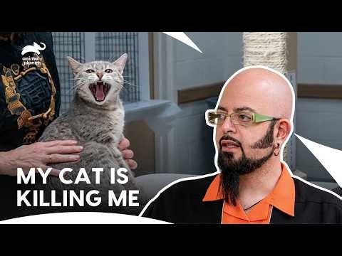 Show Cat: Jackson Told Owner To Change Their Attitude | My Cat From Hell S4 E10 | Animal Planet