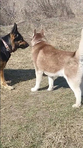 German Shepherd and Husky: Friendship or Strife?