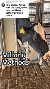There are a lot of different ways a cow can be milked, from milking by hand, to a single cow milker, to a giant rotary parlor. Each dairy farm is able to decide which way works best for their operation. #milk #milking #parlor #dairy #cows #rotary #milkingmachine #machine #automation #modern #dairydoc #dairykind | Dairy Doc