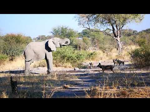 Elephant vs. African Wild Dogs at Botswana Watering Hole