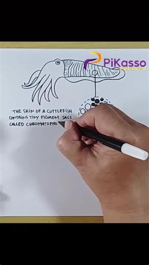How to Draw Cuttlefish Color Change in Less Than One Minutes