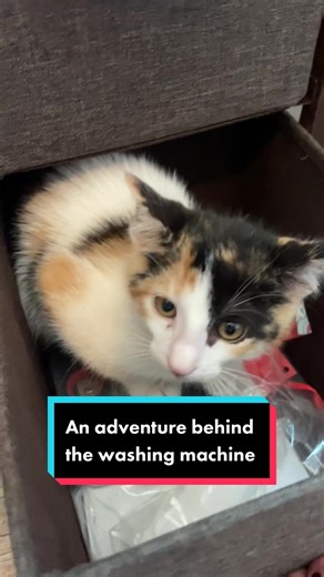 Betty's Epic Adventure Behind the Washing Machine