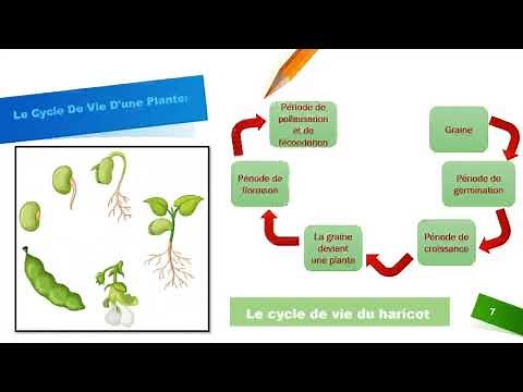 Eveil scientifique : Le cycle de vie d’une plante. SVT CM1