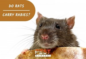 Do Rats Carry Rabies? | Information and Facts - Pest Samurai