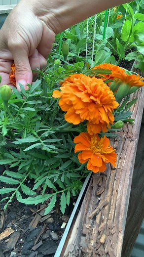 Marigolds!! #seedsaving #marigold #deadhead #garden #gardening #summer #homestead #flowers