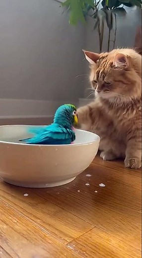 Parrot's Bath Time Adventure: Fun and Care Tips