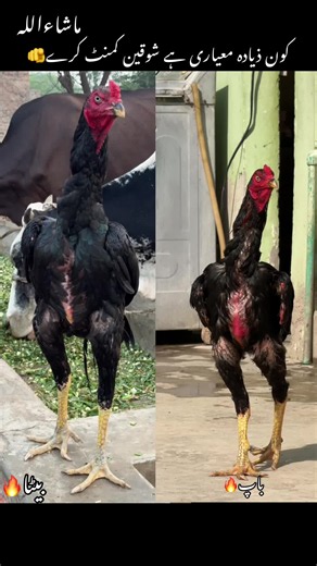 Aseel Murga comparison: KarryBazza Aseel vs Jin Breed