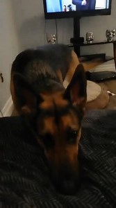 168K views · 2.2K reactions | I made this little video of what it's like living with a GSD. I basically have another shadow. ❤️️ Credit: Ashlyn Victoria | German Shepherds Family | Facebook