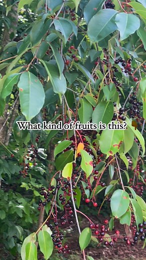 Flexing this tree and plenty of ripe fruits! Don’t know if it is edible! # trees #highlights2025 #everyoneシ゚ #fbreelsvideo #everyoneactive #viewers #followers # fruits | Vilma Fricke