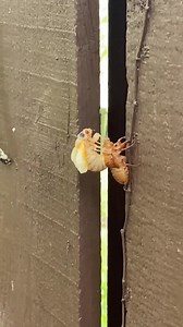 144K views · 339 reactions | BROOD X IS HERE: Katie Counts from Knoxville captured this rare moment of one of the many 17-year cicadas emerging from its shell. Incredible. Trillions of cicadas about to emerge across several states — READ MORE: https://www.khou.com/article/news/nation-world/trillions-of-cicadas-about-to-emerge/507-451a9ba6-9799-43b6-9314-e15dbeeeebeb | KHOU 11 News | Facebook