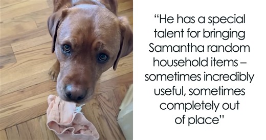 Rejected From Service Dog School, This Labrador Now “Helps” By Bringing Random Items And Joy To His Owner