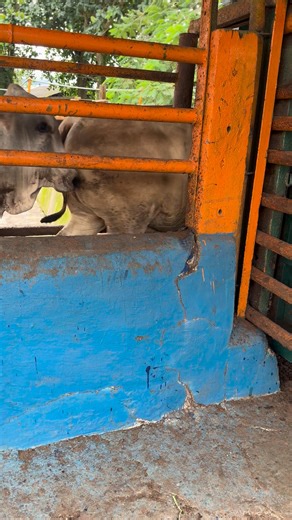 16K views · 186 reactions | Penimbangan sapi brahman #sapi #sapiviral #sapibrahman #feedlot #penimbangansapi | Dadung Sapi | Facebook