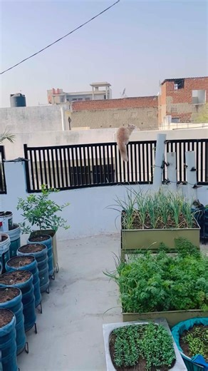 Cat’s Terrace Garden Adventure | Kitchen Garden FruitGarden Terrace Farming #TerraceGarden