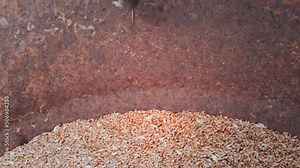A mouse is trying to escape from a barrel for storing grains of wheat. Jumping field mouse in slow motion