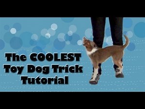 The COOLEST toy dog trick tutorial!