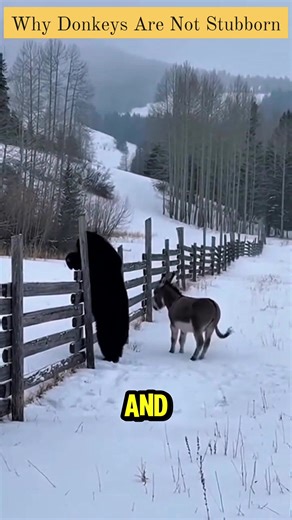 Donkeys have long been unfairly labeled as stubborn, but in reality, they are highly intelligent and cautious animals. What many people call stubbornness is actually a donkey carefully analyzing a situation before acting. This behavior helps them survive in harsh environments where making a wrong decision could be dangerous. Donkeys have excellent memory and can recognize other donkeys and humans even after many years apart. They form strong emotional bonds, especially with companions they trust