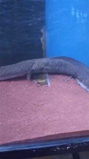 aquario jumbo com polipiteros gigantes #aquarismo #peixesamazonicos #naturezasurpreendente