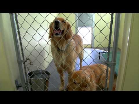 AFiles - Golden Retriever Rescue