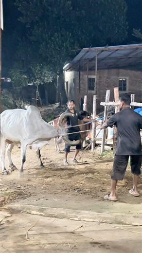 Pure attitude 🐂 Muscular Kankrej bull f*i*g*h*t*s control as two shepherds guide him inside