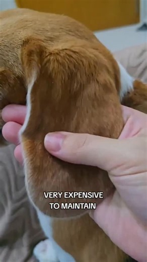 Very high maintenance 👌 #beagle #beaglelove #beaglepuppy #beagle_corner #beaglemania #beagleworld #beaglelover #beaglesofinstagram #justbeagles #dogsofinstaworld #dogsofinsta #grumpybeaglesunited #dogslife #beagle_corner #doglover #cutedog #ビーグル #ビーグル犬 #petsofinstagram #petstagram | Yui the Beagle