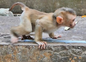 25 reactions · 3 comments | The monkeys Leo and Rainbow are eating fruits so yummy after play ! | Hi Monkeys | Facebook