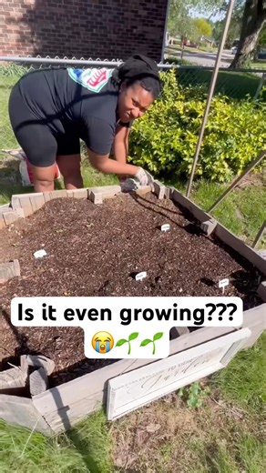 Planting Corn in a Random Box 🌽 Beginner Gardening Chaos (Will This Even Work?)!!!🌱