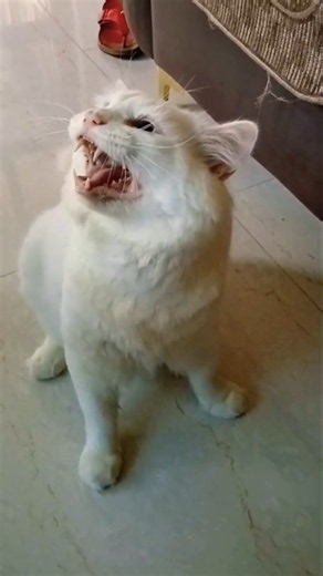 Cat sound to attract cats. realistic multiple meows/kitten - funny cats #meow #catworld #catlaughs