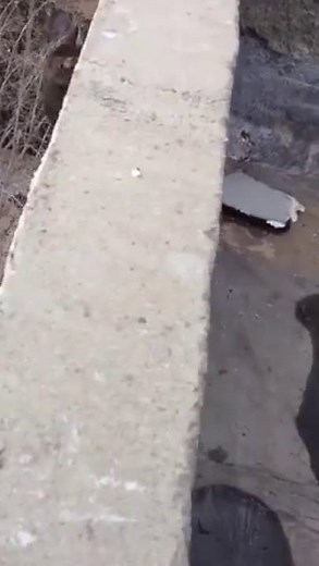 Cat falls off from roof top