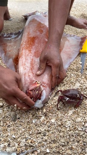 Amazing Coastal Foraging Secret | Shocking Squid and Crab Reveals 😱 #nature #fishing #seacreatures