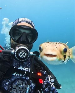帶著GoPro 下水，遇到一隻超會搶鏡頭的河豚 🐡 -——————— 🌊 裝上防水殼，潛入海中探索可愛生物！ 潛水、浮潛、溯溪拍攝全都交給它！#GoProHERO13 Black 搭配 60 米潛水防水殼，讓海中拍得安心，再送 128G 記憶卡，開錄不怕容量爆！ 限時優惠讓你現省 $4,610！ -——————— ▍活動期間｜6/6－6/22 ▍優惠售價｜$13,990（原價 $15,300） ▍限時贈品｜60 米潛水防水殼 128G 記憶卡（總價值 $3,300） ▍主機享 12 3 個月延長保固 ▍滿額 $15,000元，再送露營椅 ▍GoPro 配件滿 $3,600 享 9 折優惠 @carloslzn | GoPro 台灣粉絲團