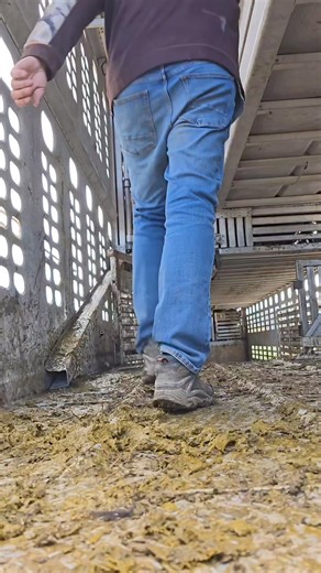 Everyone asks what the inside of a cattle trailer looks like. It looks dirty when the cows get out. #truck #cows #vegan #grass #ranchlife #amputee #cow #calves #mylife | 1HandnFarming