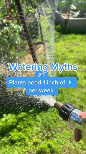 Debunking Common Watering Myths for Plants
