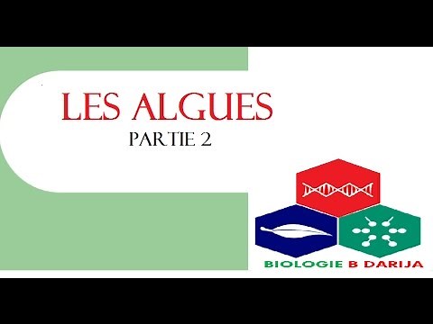 cours biologie végétale partie 2 les algues
