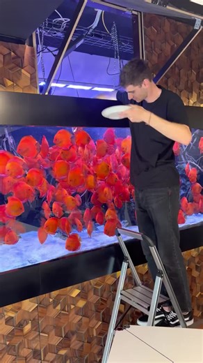 522K views · 4.7K reactions | Feeding some red discus fish! | CoralFish12g | Facebook