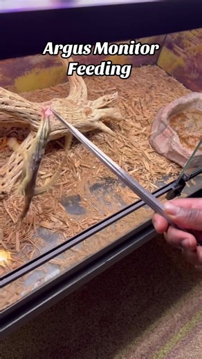 Feeding My Argus Monitor A Pinky Mouse 🐁 #argusmonitor #argusmonitor #wildlifeencounters #petsoftiktok #bigbackactivities