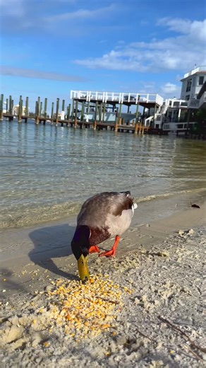 #destin #florida #duck